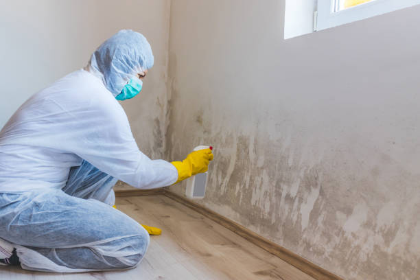 Licensed Crawl Space Mold Removal service in Wellersburg, PA - WQB Mold Removal